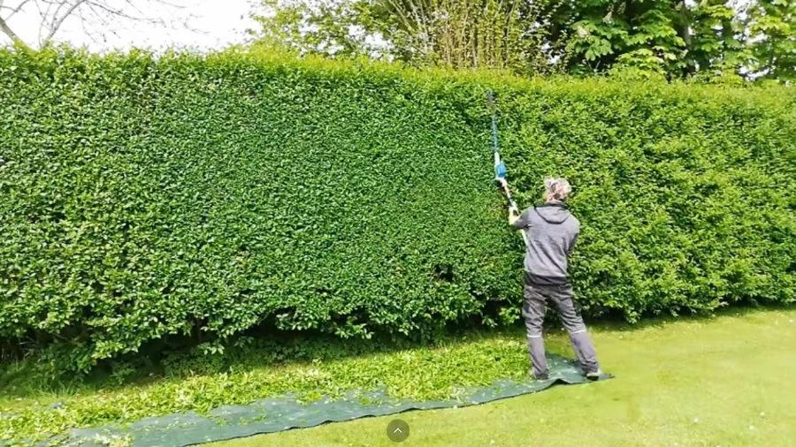 Lawn care and landscaping results at a Wesley Chapel, FL property