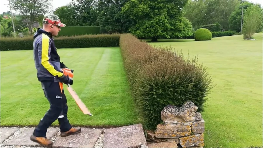 Lush, restored lawn after Lawn Sentinel care in Wesley Chapel, FL