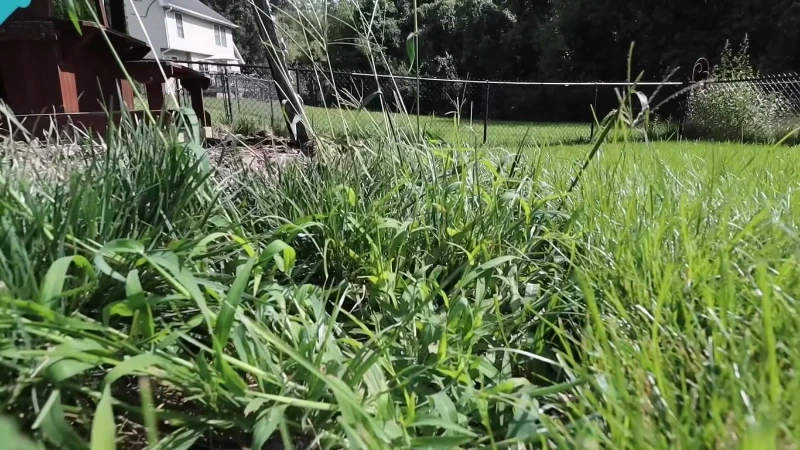 Overgrown weedy lawn in need of fertilization and weed control in Wesley Chapel, FL