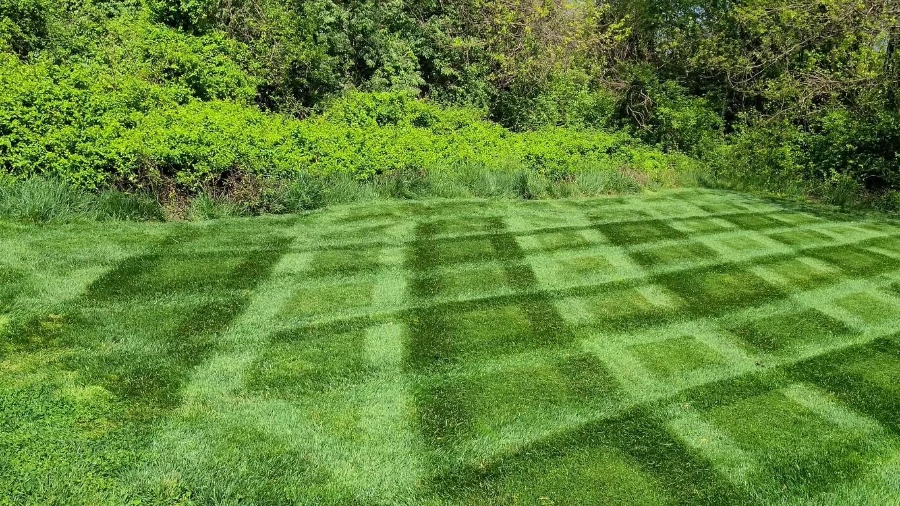 Diagonal striped mow pattern on a Wesley Chapel HOA community lawn