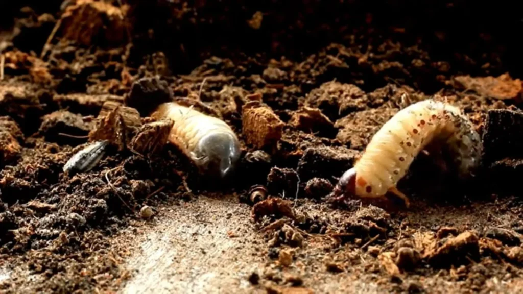 White grubs damaging lawn roots in Wesley Chapel, FL soil