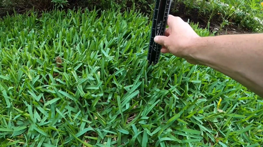 Measuring St. Augustine grass blade height with a ruler on a Wesley Chapel lawn