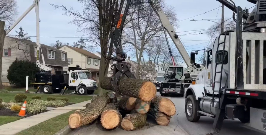 Storm-damaged tree cut into sections during a tree removal job in Wesley Chapel, FL
