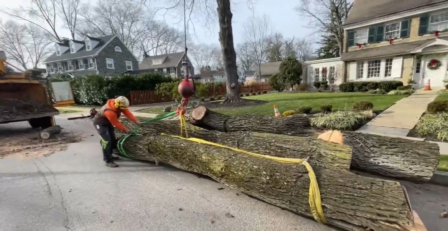 Tree trimming crew working on a palm tree in Wesley Chapel, FL