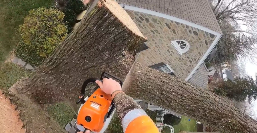 Cut tree limbs and debris from a tree service job in Wesley Chapel, FL