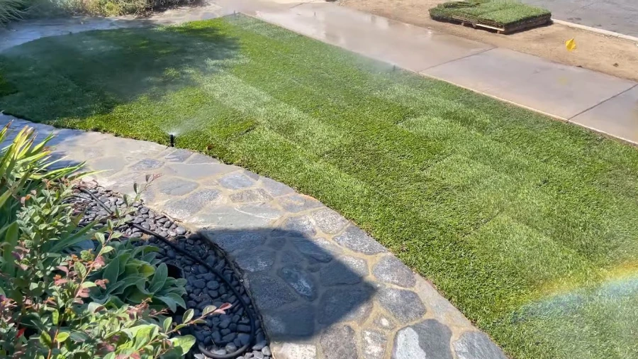 Healthy established green lawn after sod installation and watering in Wesley Chapel, FL
