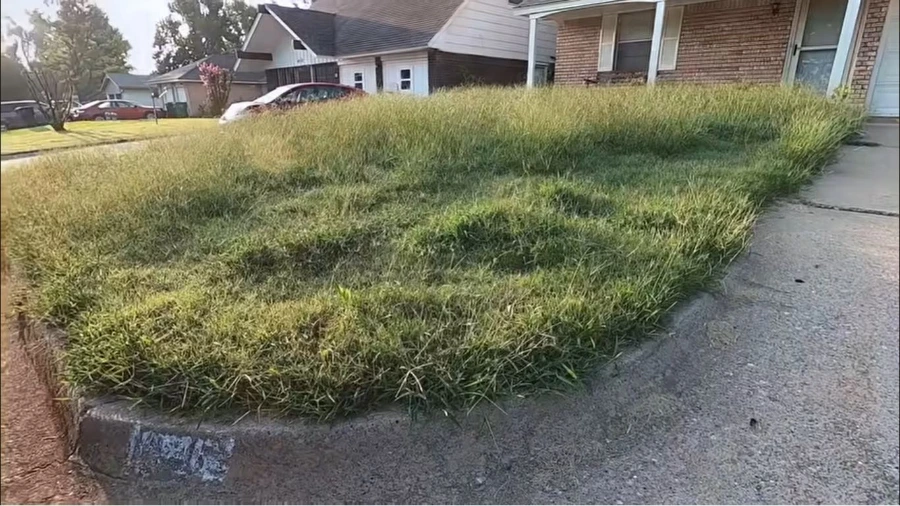 Thick, healthy green lawn after Lawn Sentinel service in Wesley Chapel, FL