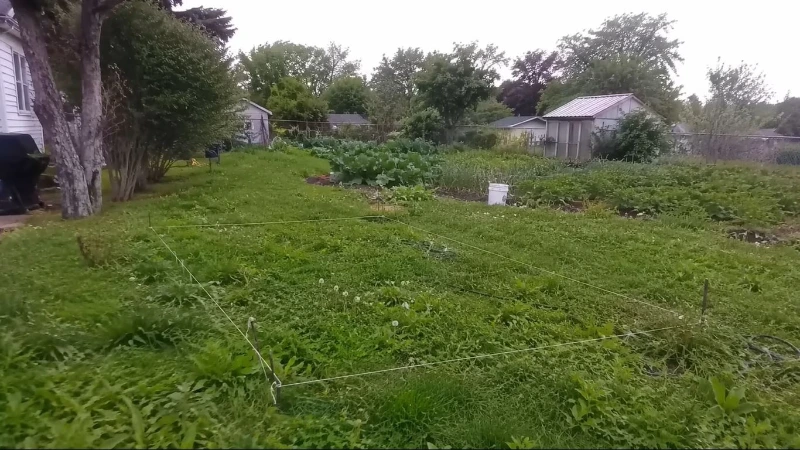 Crabgrass and broadleaf weeds spreading across a Wesley Chapel lawn